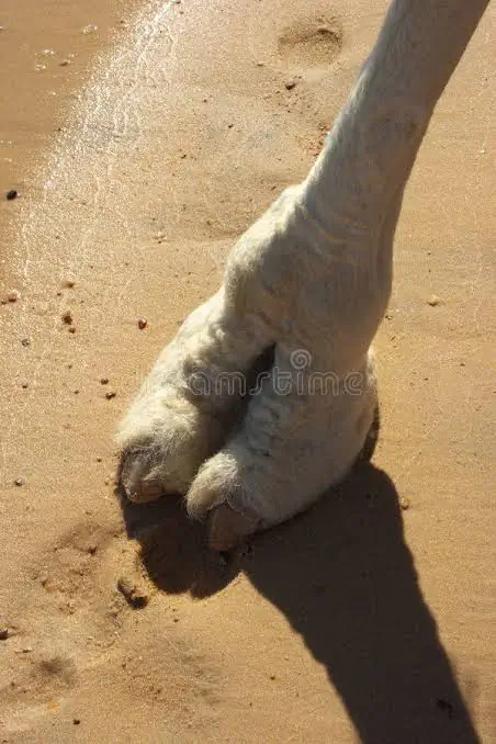 서양에서는 여성 외음부의 윤곽을 낙탈발가락(Camel Toe)라고 부릅니다