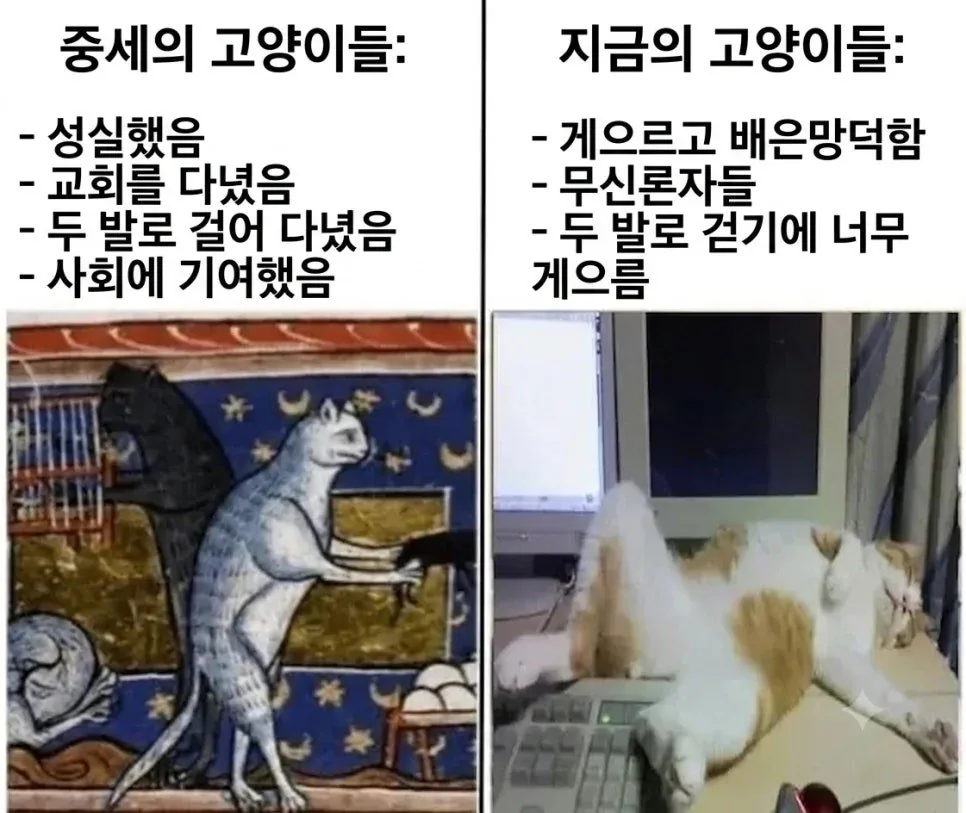 중세 고양이와 현대 고양이의 차이
