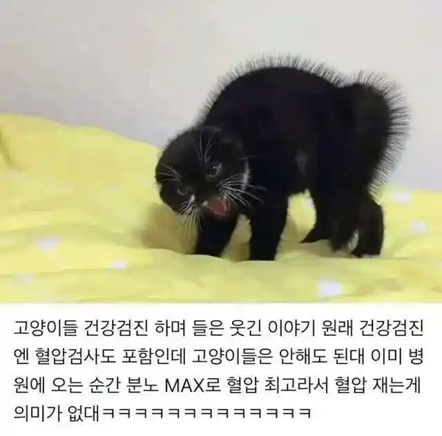 고양이는 혈압체크를 하지않는 이유