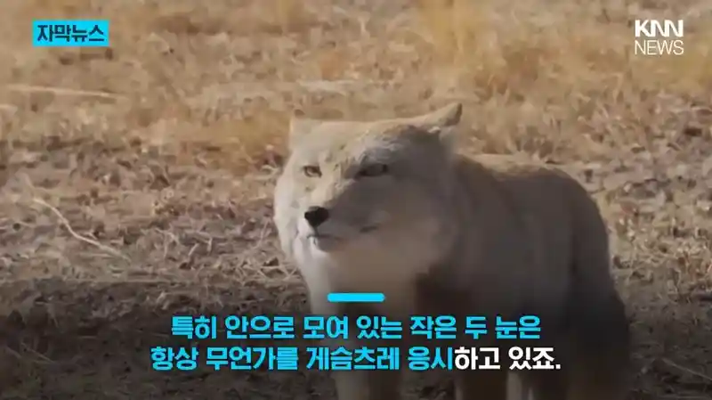 모두를 속인 티베트여우