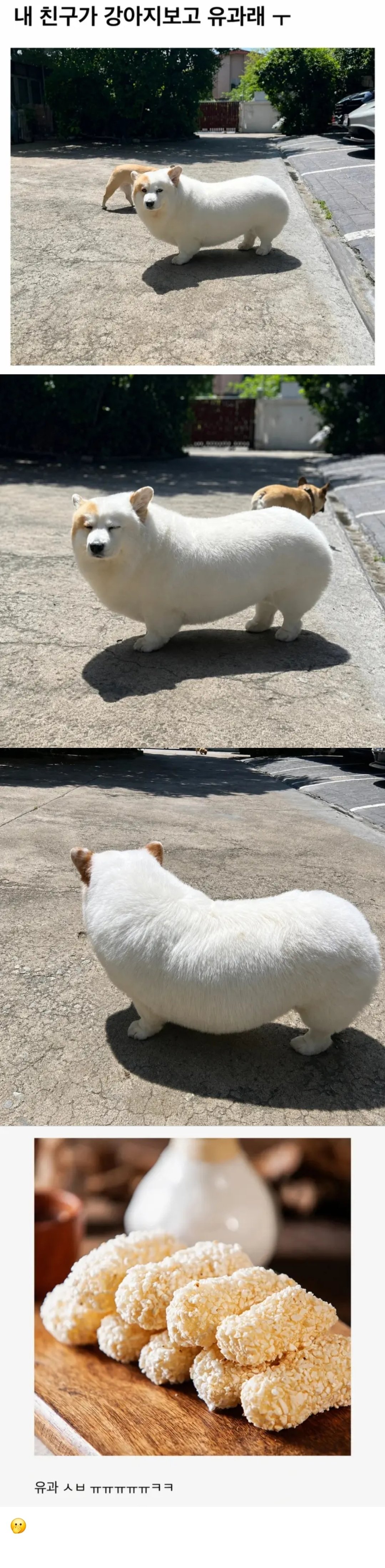 내 친구가 강아지보고 유과래ㅠ
