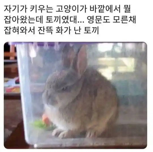 갑자기 잡혀와서 몹시 화가 난 토끼