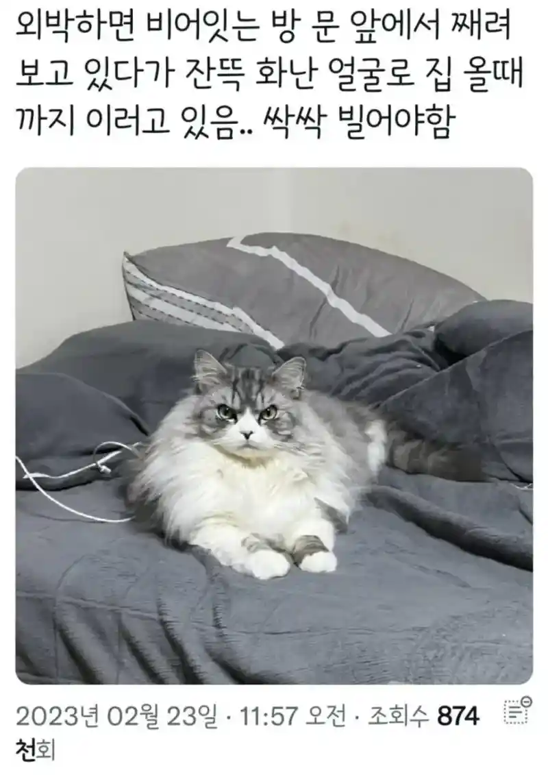 진짜 화난 고양이 표정