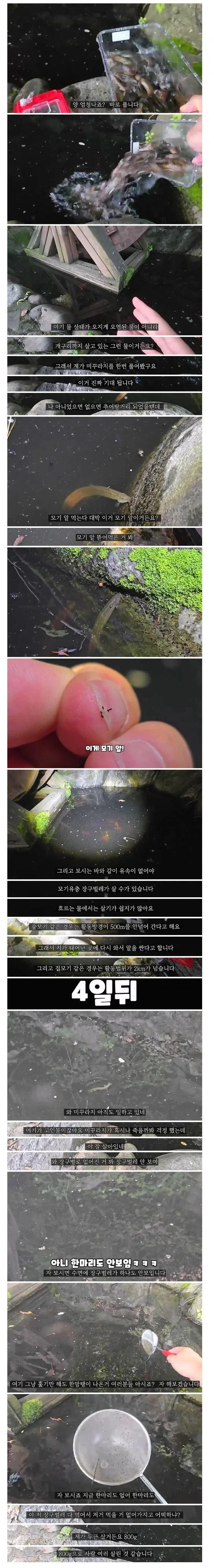 장구벌레 사는 곳에 미꾸라지를 풀었더니