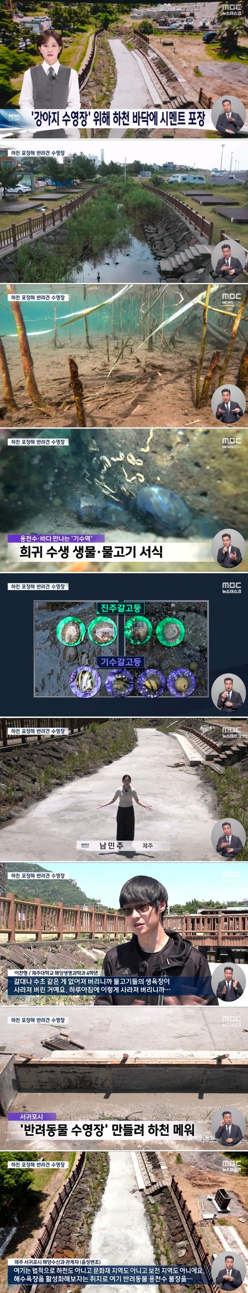 희귀 수생 생물, 물고기사는 하천에 시멘트덮은 제주도