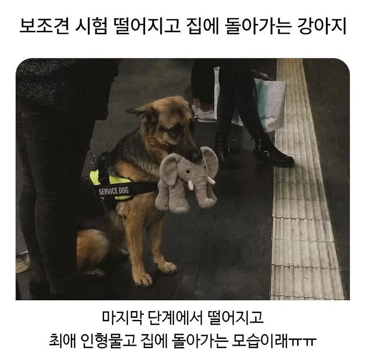 보조견 시험 떨어지고 집에 돌아가는 강아지
