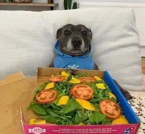 피자를 선물받은 댕댕이.jpg