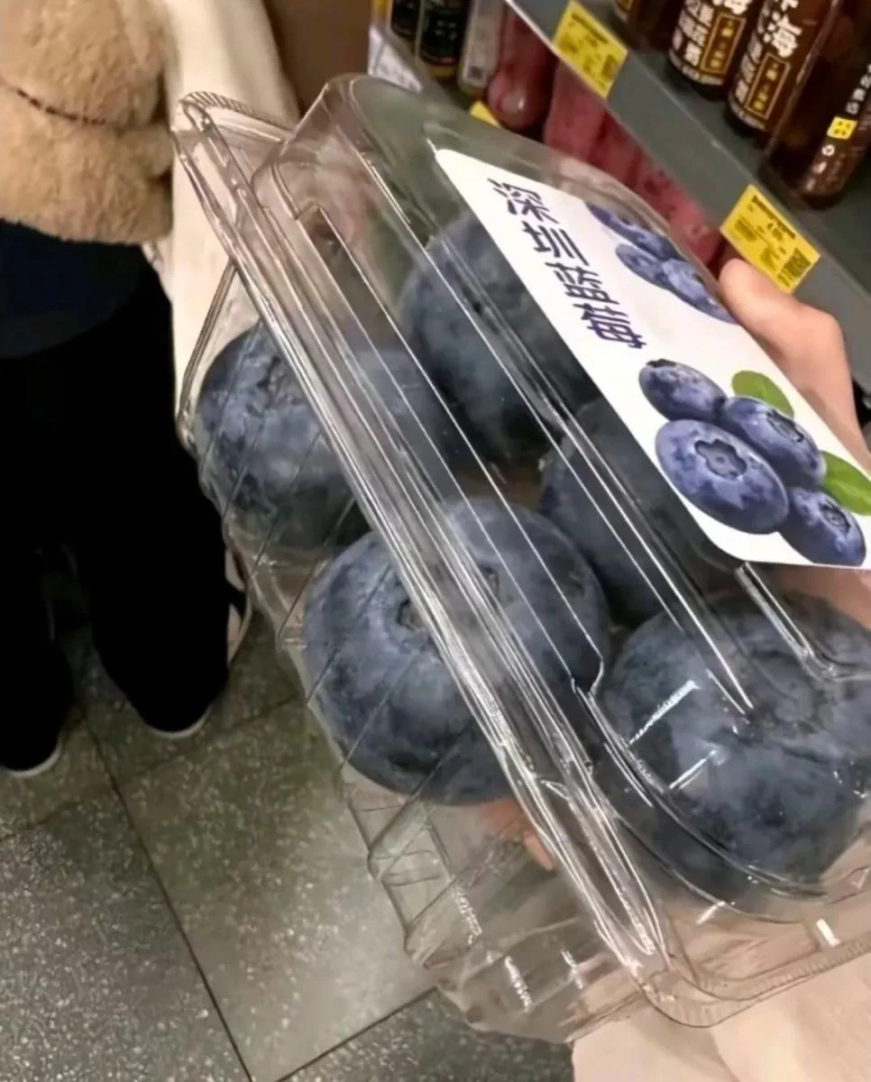 중국에서 재배중인 대왕 블루베리