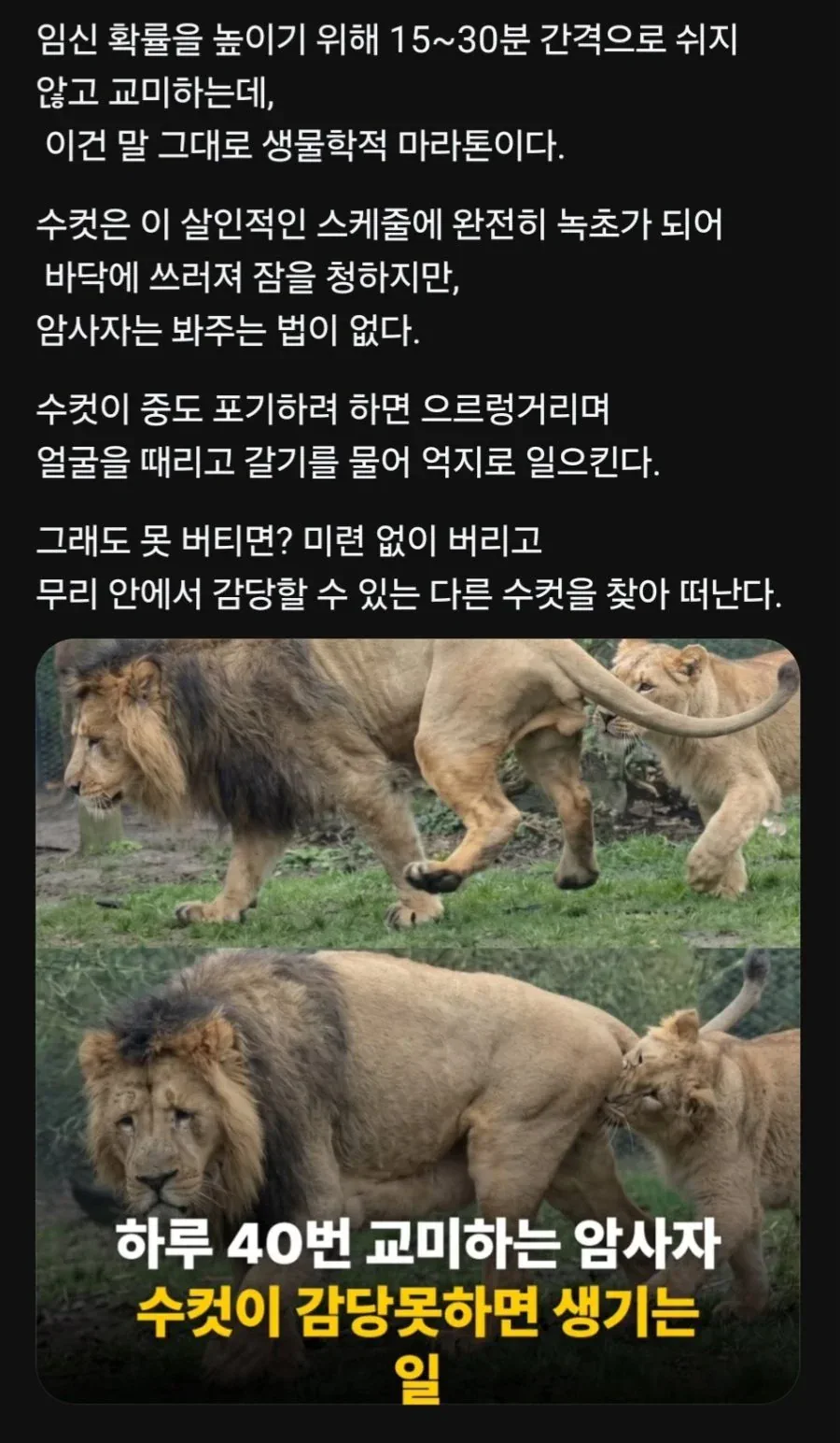 수컷사자가 평소에 잠만 자는 이유