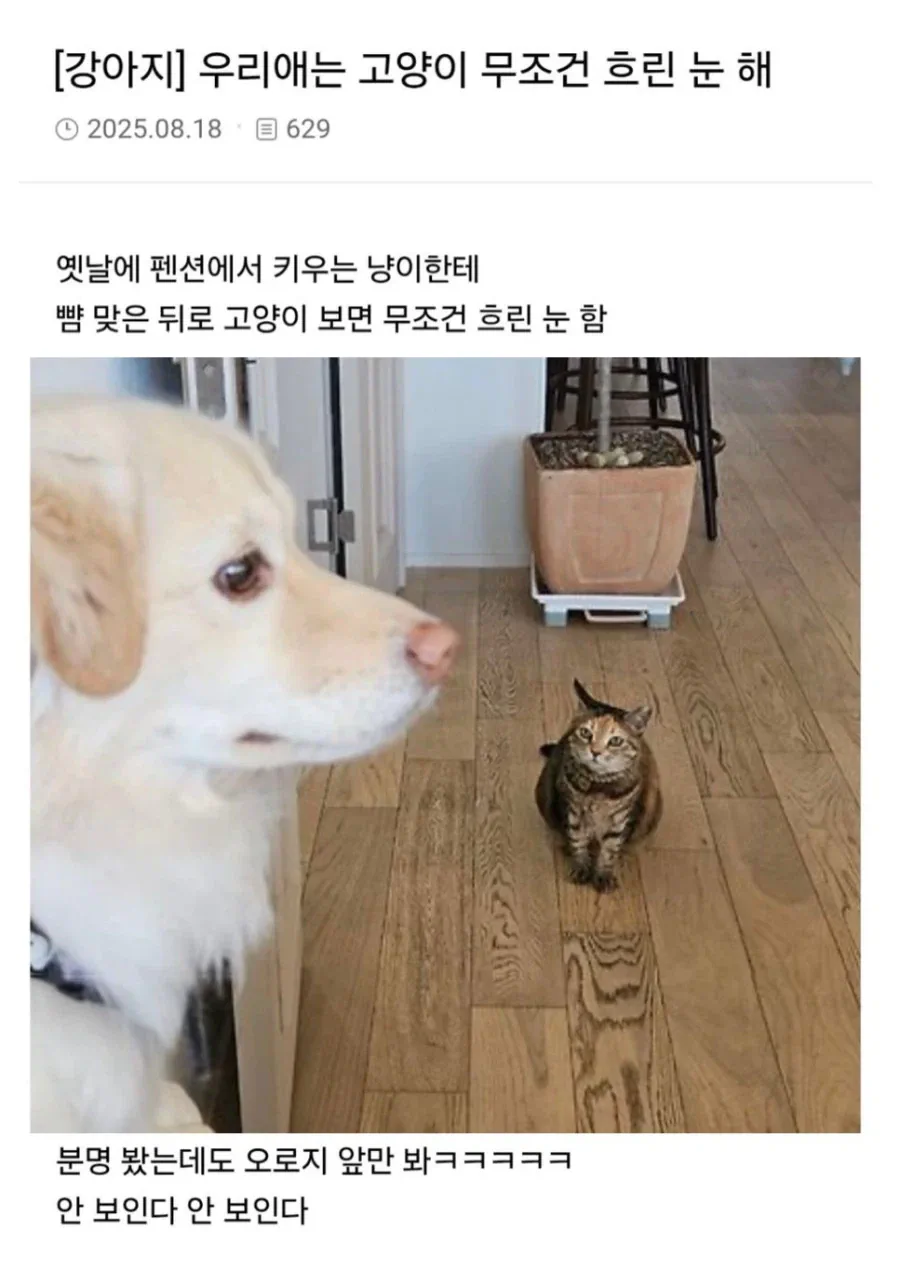 고양이만 보면 흐린 눈으로 보는 강아지