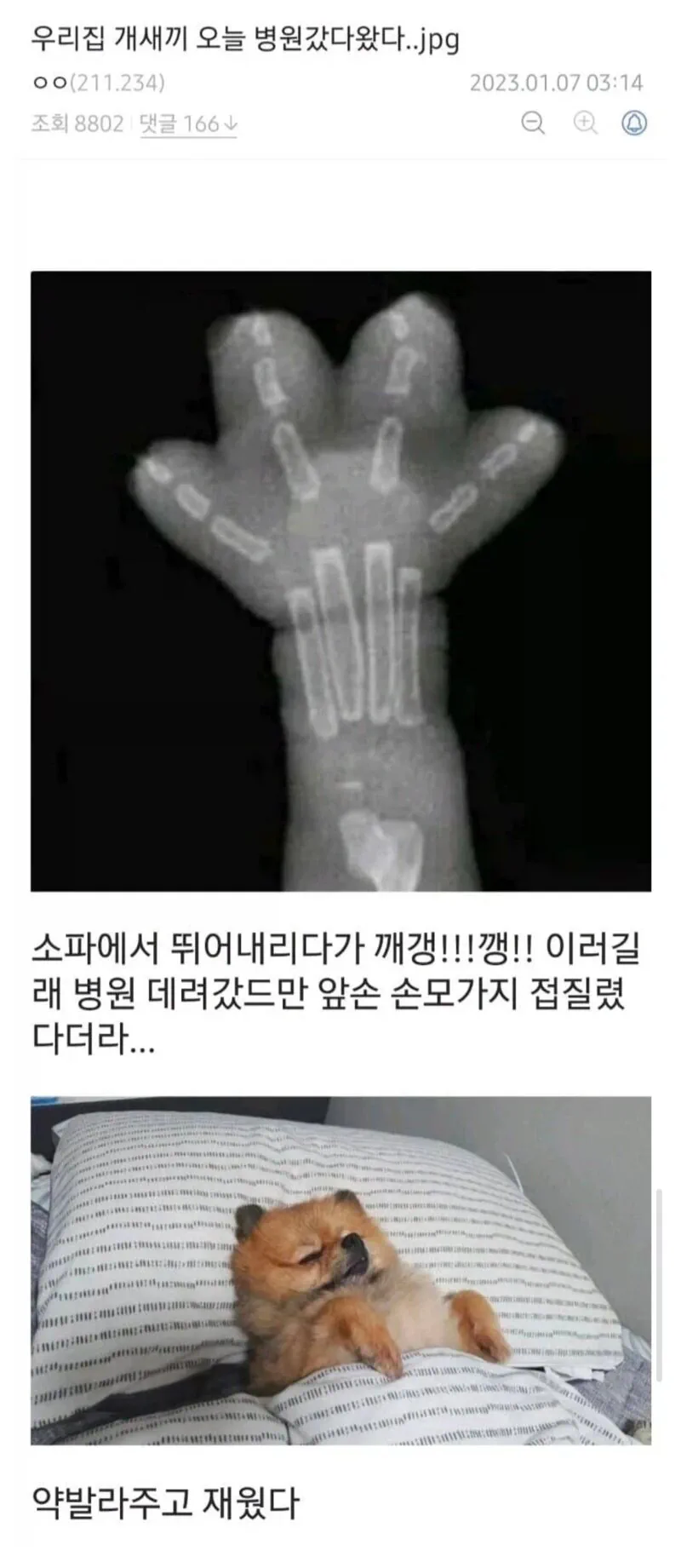 우리집 ㄱㅅㄲ 오늘 병원 갔다왔다.jpg