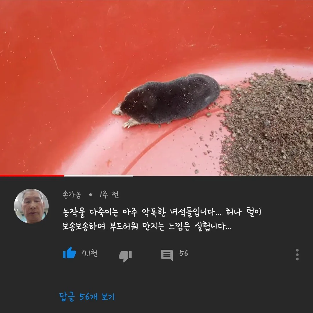 한국 생물 중 가장 털이 보드러운 동물