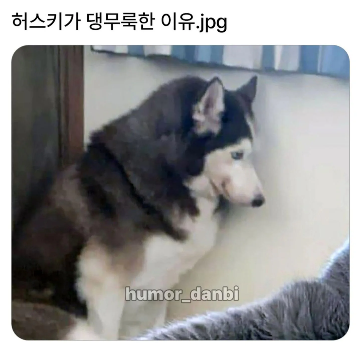 허스키가 댕무룩한 이유