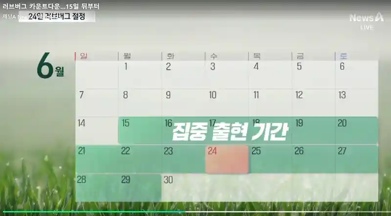 러브버그 집중 출현 기간 스타트