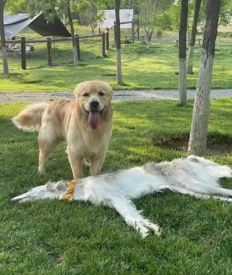 가죽만 남은 개 발견한 댕댕이