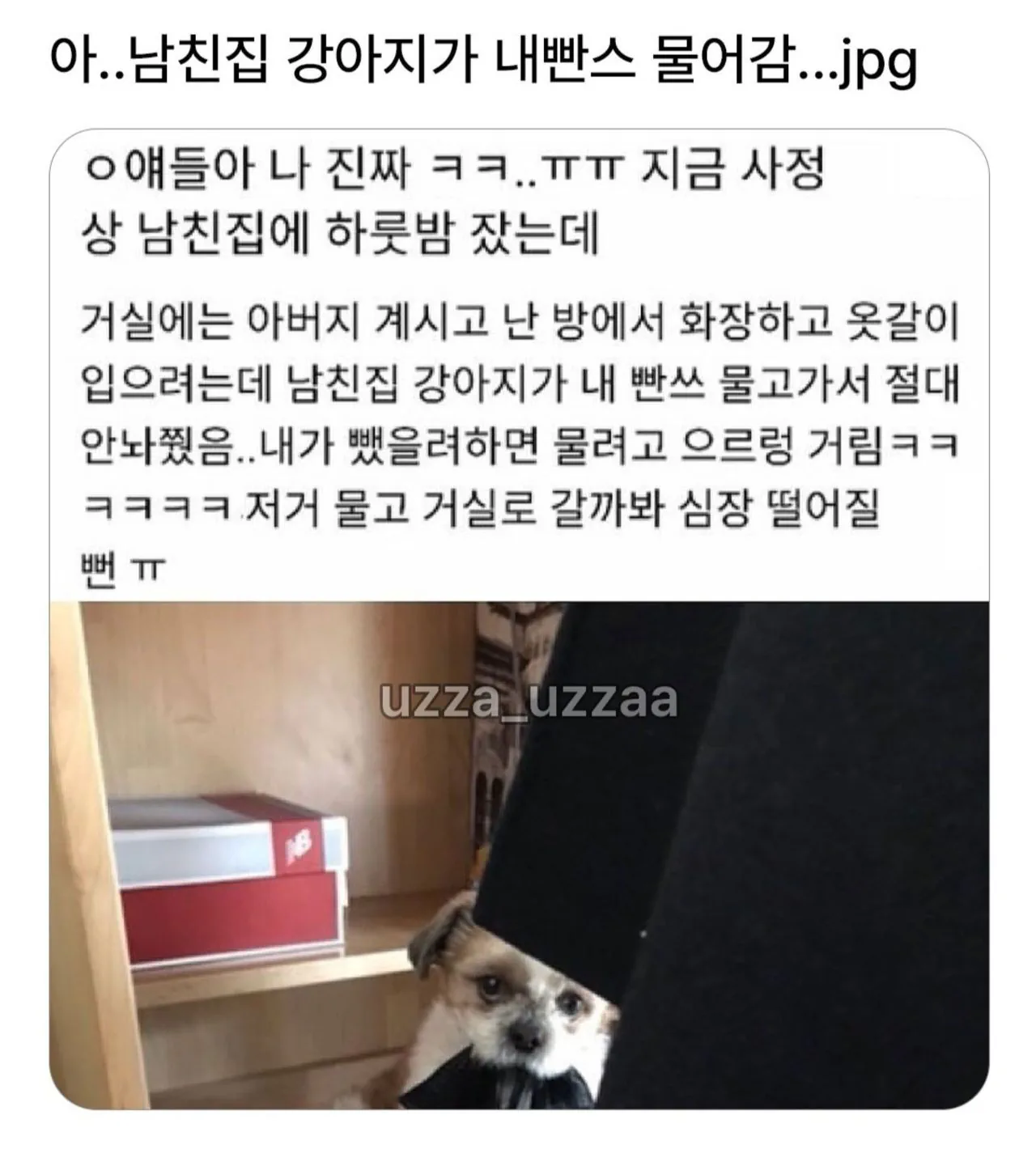 강아지에게 소중한걸 뺏긴사람들