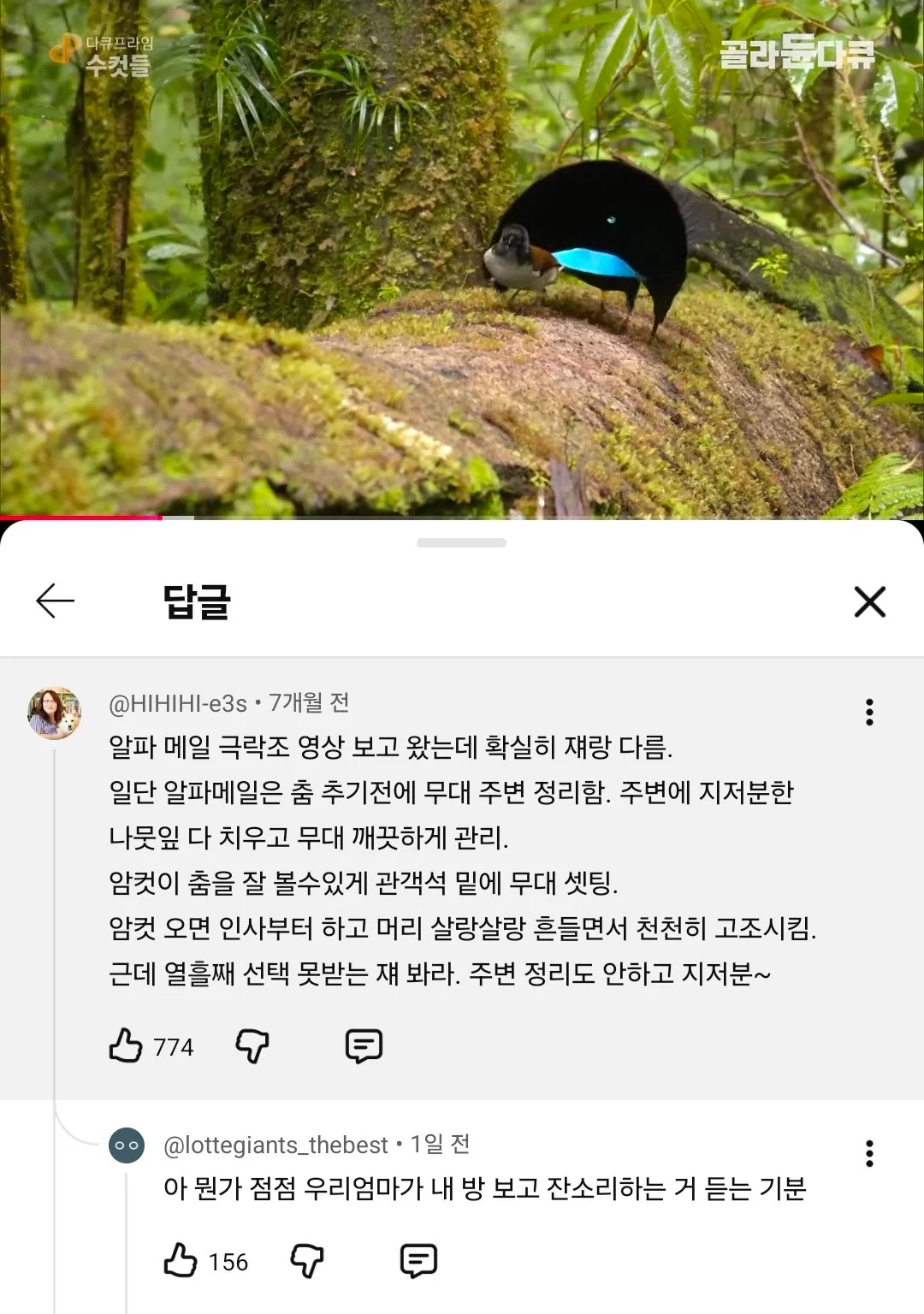 선택받은 극락조와 그렇지 않은 극락조의 차이.jpg