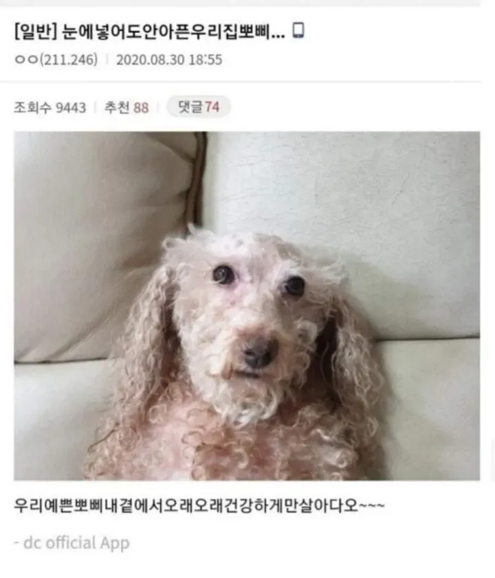 눈에넣어도안아픈우리집뽀삐…jpg