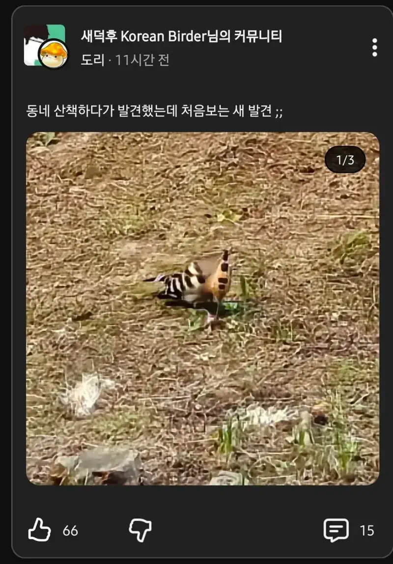인터넷에 신기한 새라고 사진 올라오면 상당수를 차지하는 새.jpg