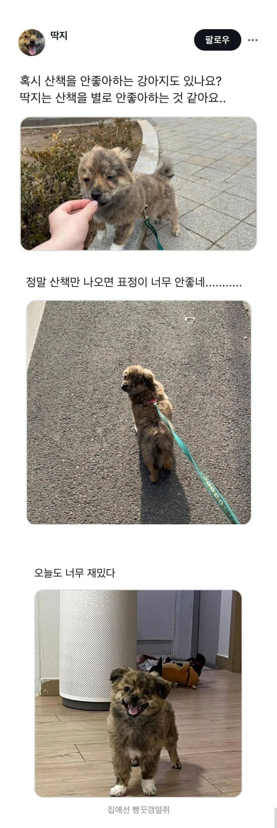 산책 나가기 싫은 내향형 댕댕이