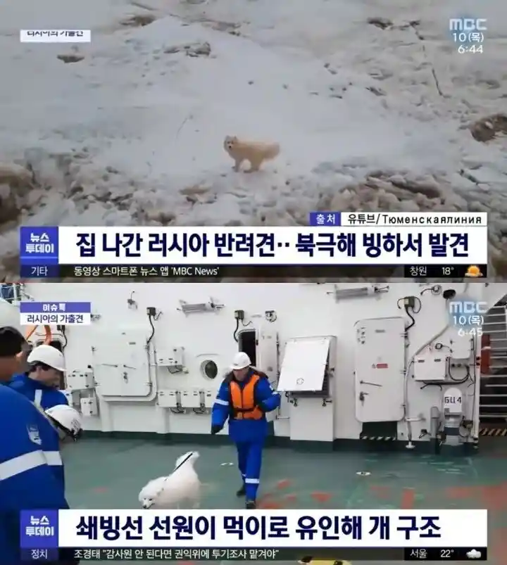 북극해 빙하에서 발견된 강아지.jpg