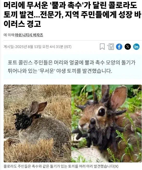 흉조의 토끼.JPG