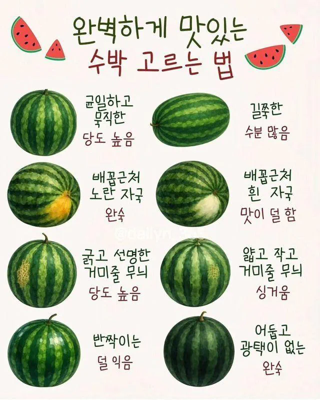맛있는 수박 고르는 법