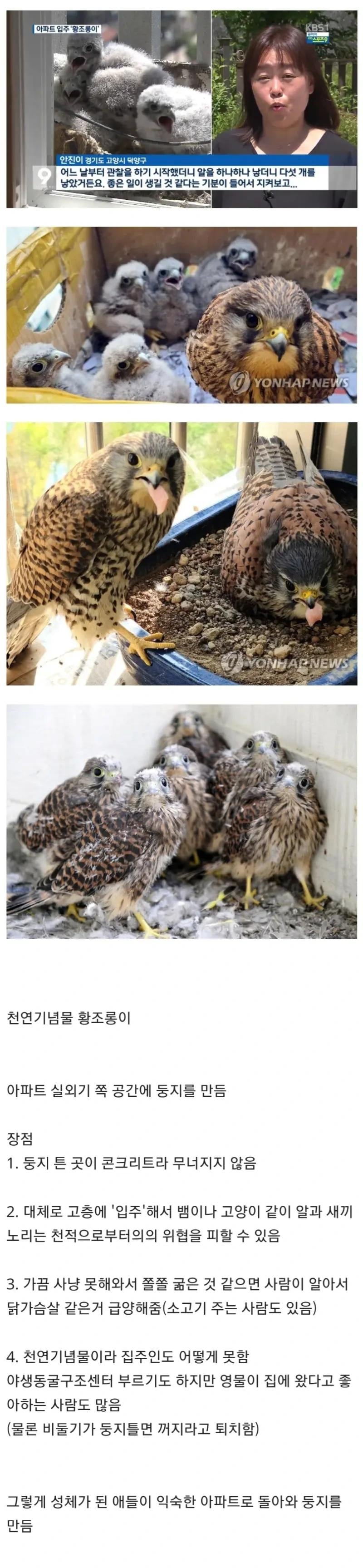 아파트 덕분에 번식률이 증가했다는 천연기념물
