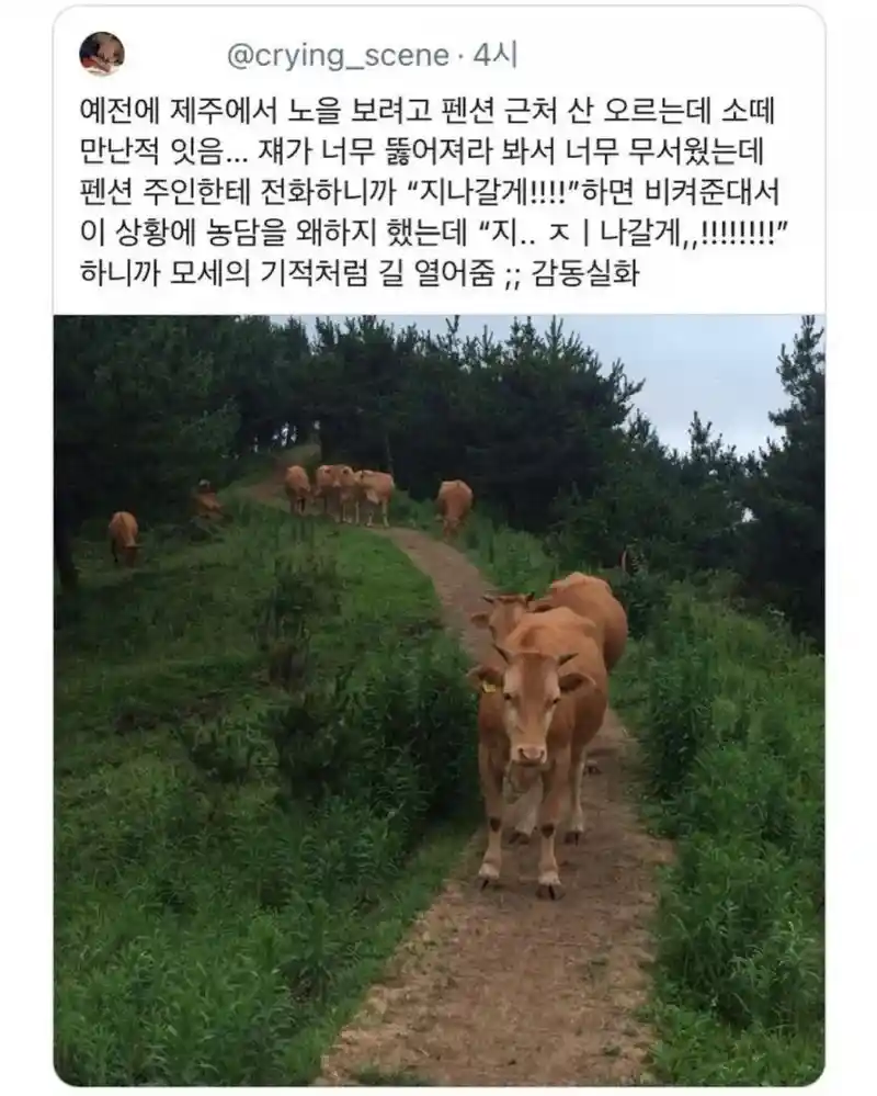 제주에서 소떼를 만났을때 대처법