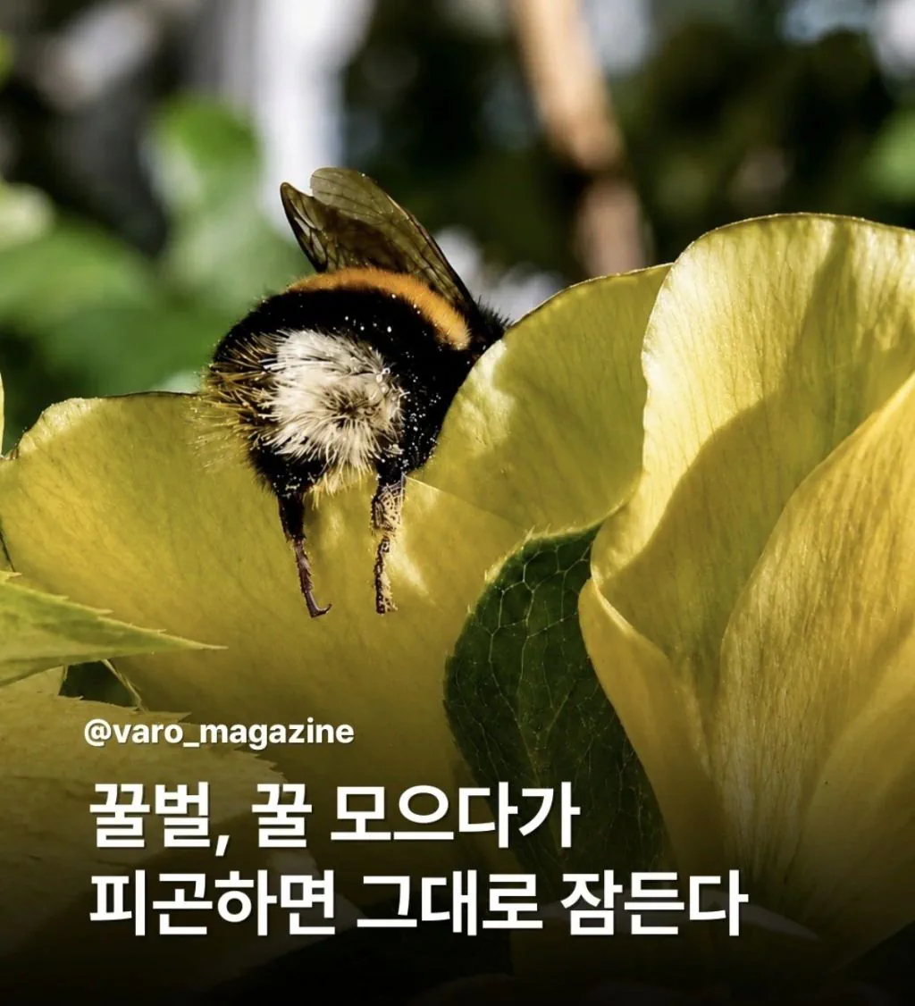 벌은 꿀 모으다가 피곤하면 그대로 잠든다