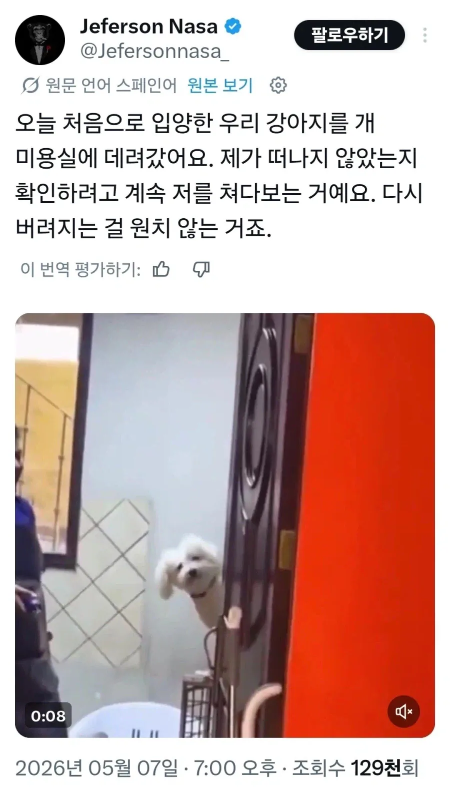 입양 후 처음으로 미용실 간 유기견 반응