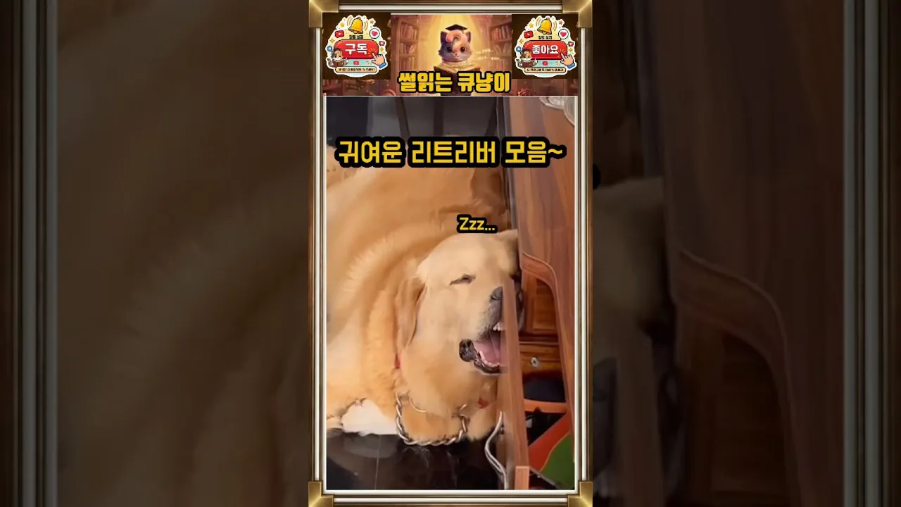 천사견 리트리버들 댕청미 레전드 모음.zip