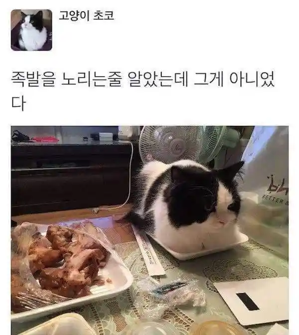 족발을 노리는 줄 알았는데