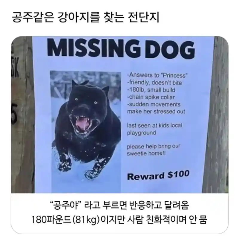 잃어버린 우리 강아지 '공주'를 찾습니다 ㅠㅠㅠ