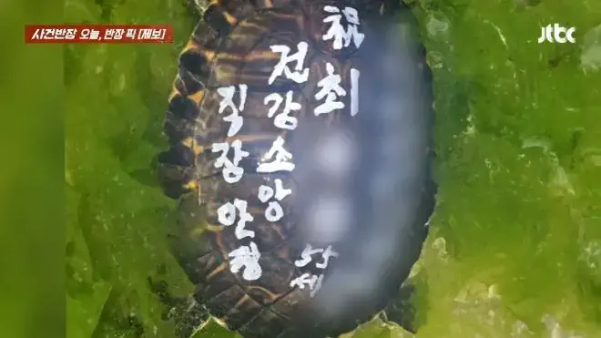 거북이 등에 “최xx 55세, 직장 안정”…소원 이루려 ‘생태계 교란종’ 푼…