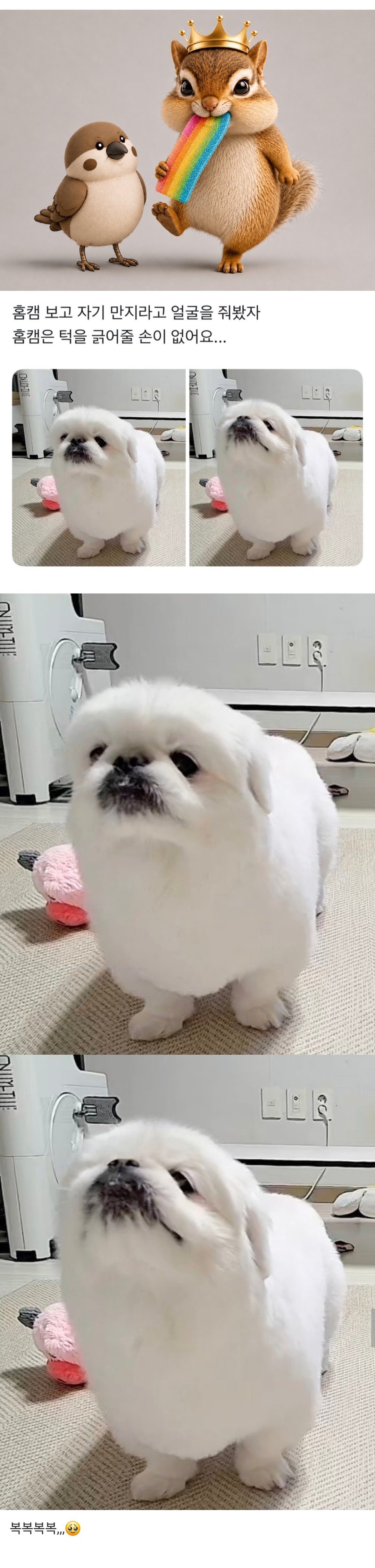 홈캠보고 자기 만지라는 강아지