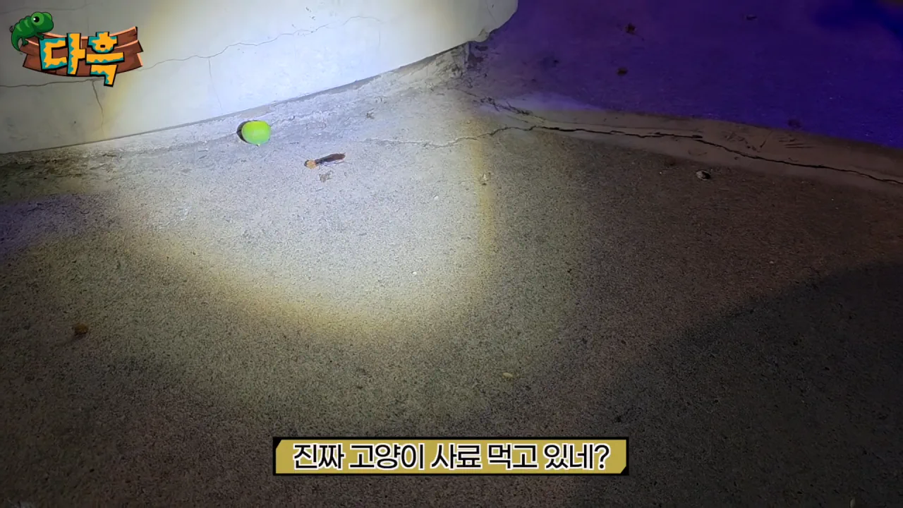 바퀴벌레 때문에 난리 났다는 서울로 7017에 가본 유튜버