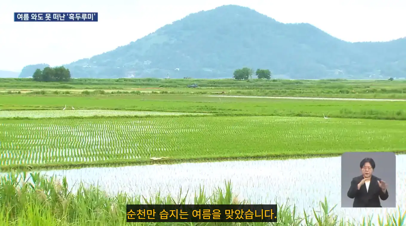 겨울철새인데도 시베리아로 날아가지 않고 순천만에서 여름을 맞이한 흑두루미 한쌍