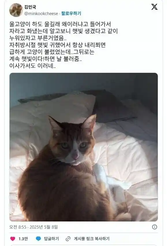 고양이가 집사를 자꾸 부른 이유