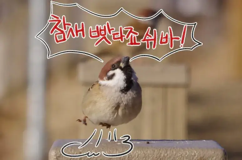 수의사가 말하는 고양이가 무는이유