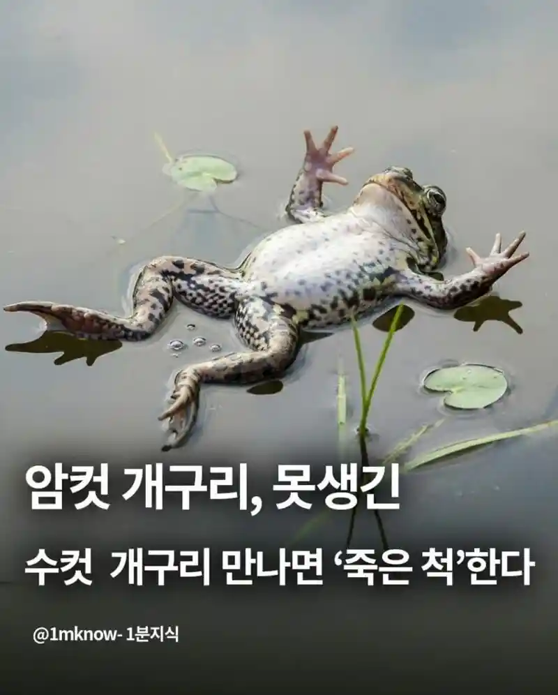 암컷 개구리, 못생긴 수컷 개구리 만나면 '죽은 척'한다