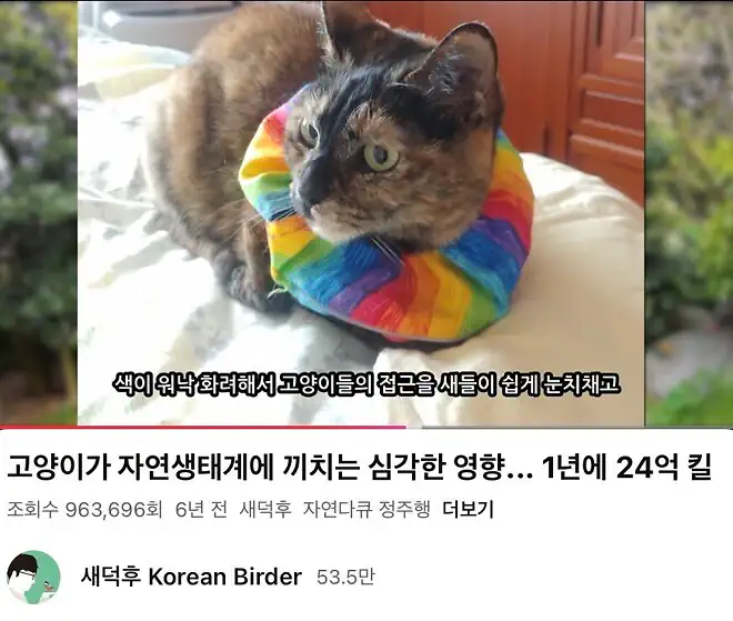 어쩌다 고양이 살처분론까지 나오게 됐을까? 진짜 범인