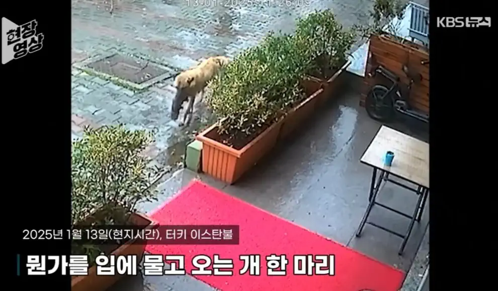 죽어가는 새끼 물고 동물병원 찾아간 어미개