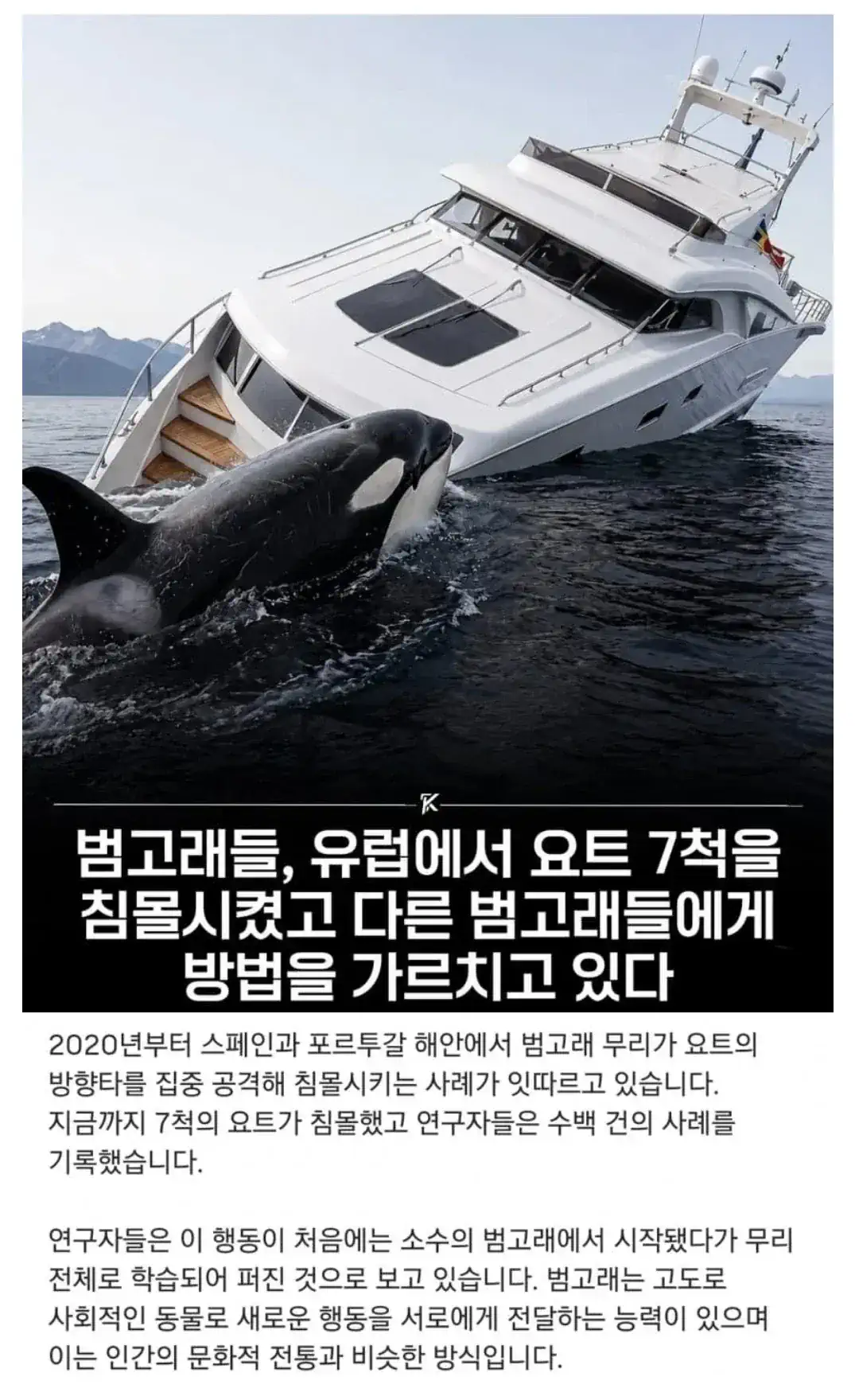 요즘들어 인간들을 공격하는 동물.jpg