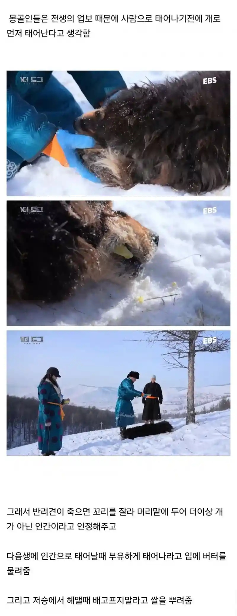 몽골인은 반려견이 죽어도 슬퍼하지 않는다