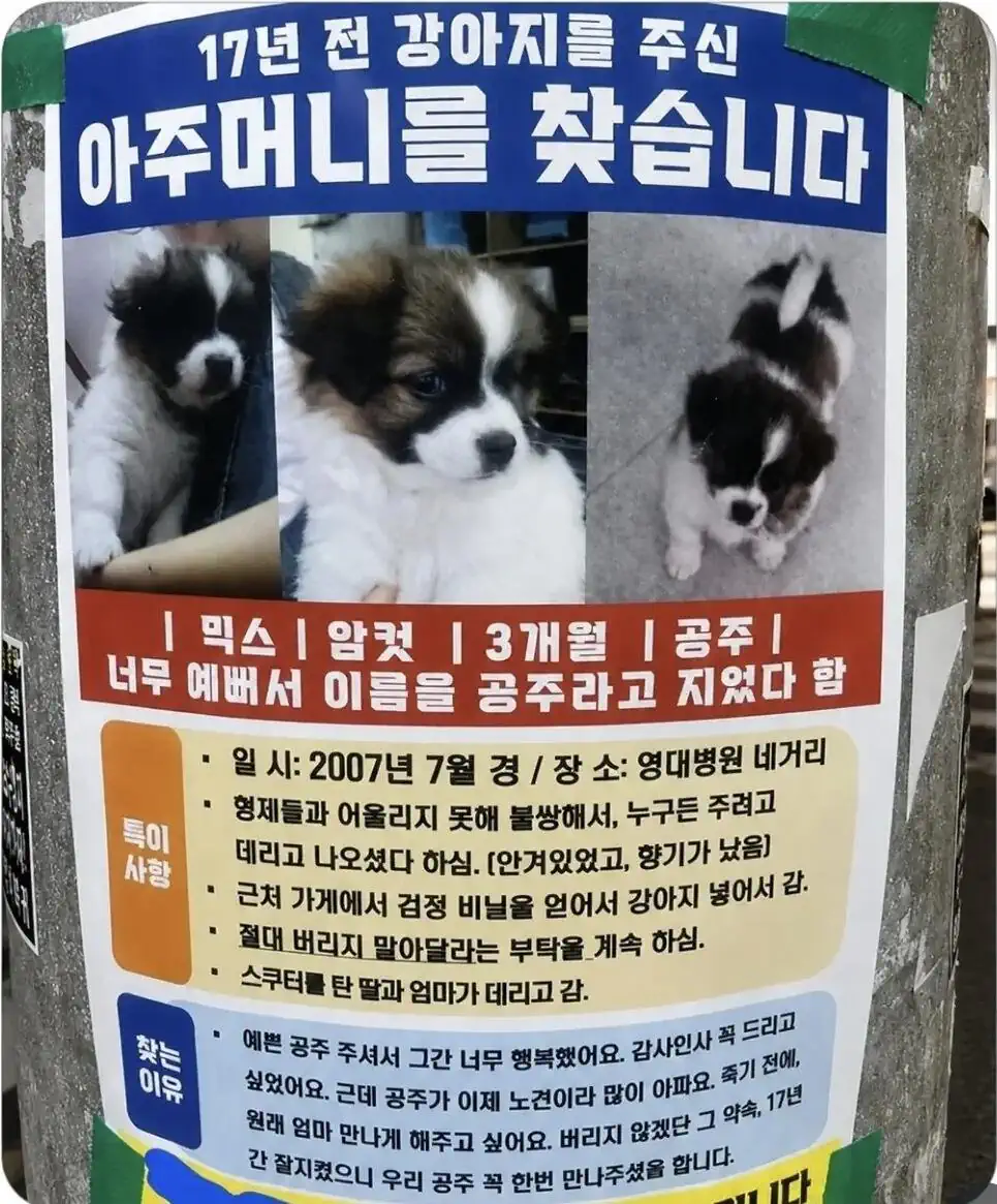 17년전 강아지를 준 아주머니를 찾던 전단지 후기