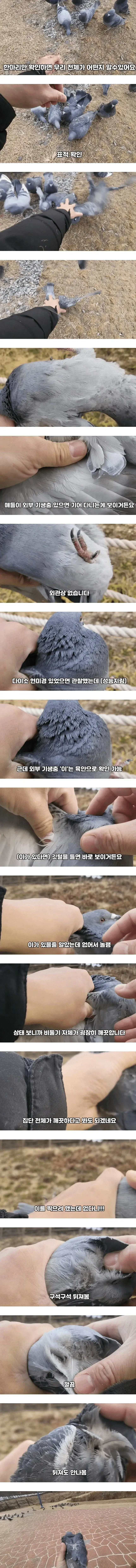 비둘기가 얼마나 더러운지 직접 보여주겠다는 유튜버 ㄷㄷ