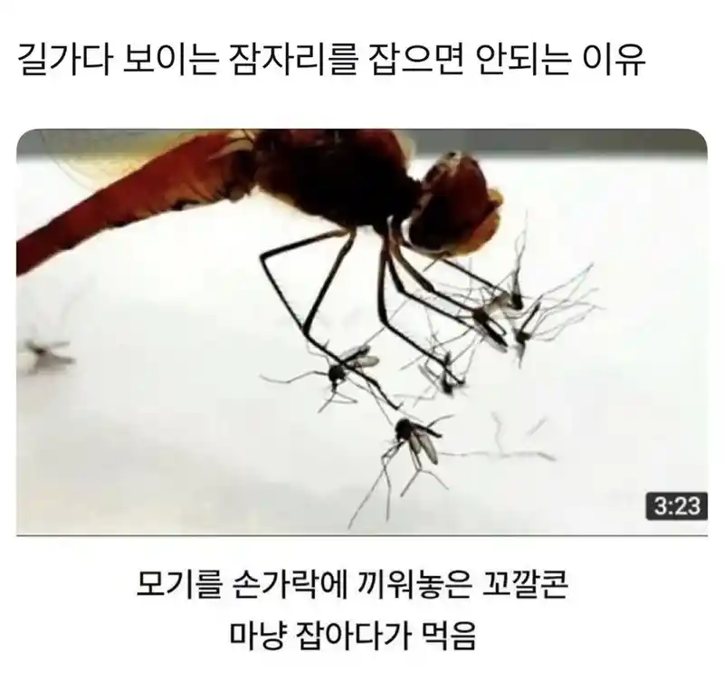저얼대로 잠자리 잡으면 안되는 이유