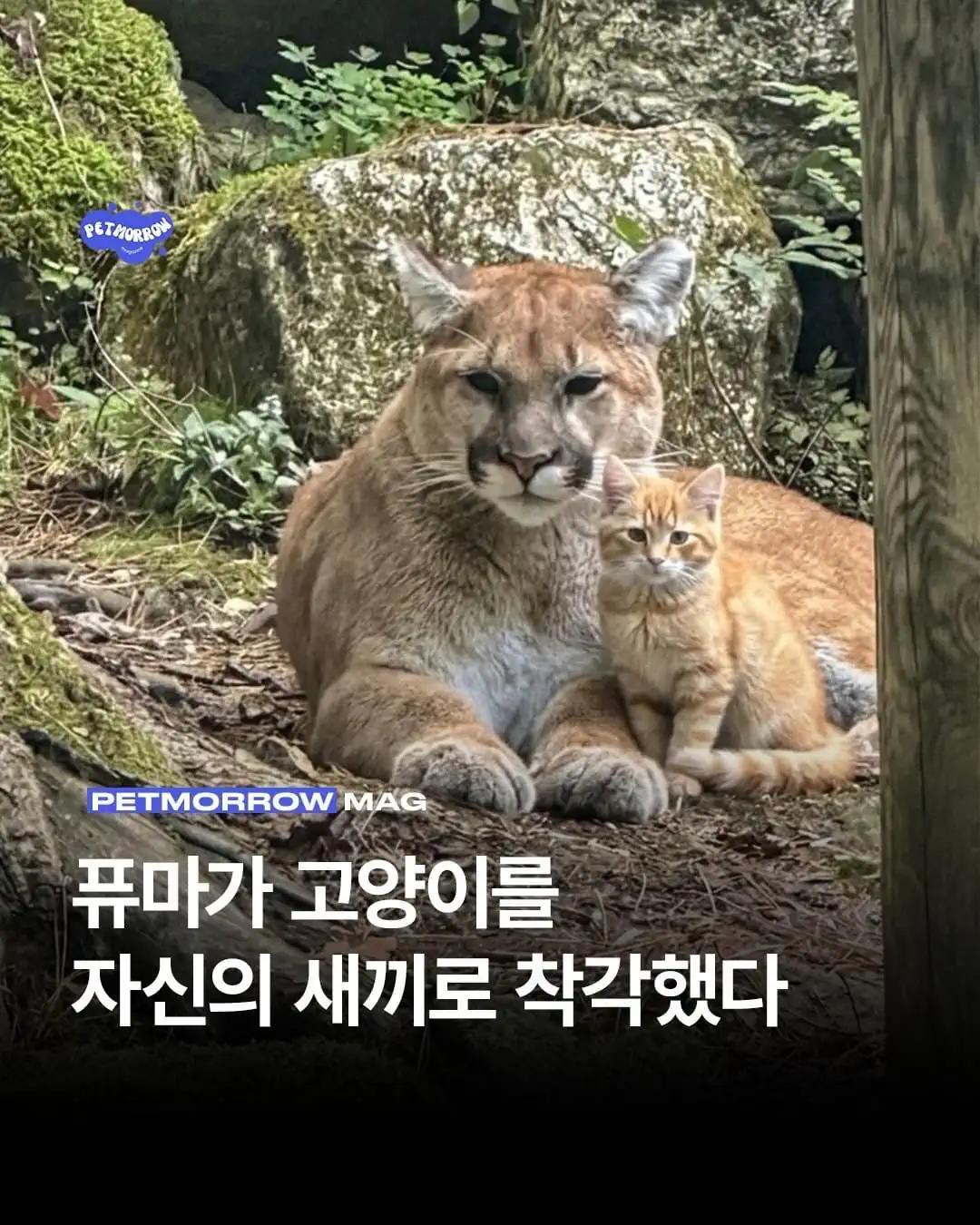 퓨마가 고양이를 자신의 새끼로 착각했다
