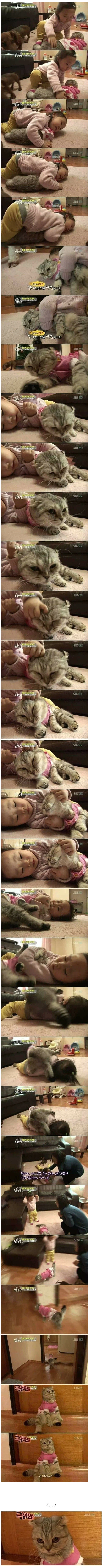 22개월 아기에게 학대당하는 고양이